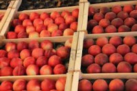 /album/duraznos-selectos/images-1-jpg/